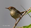 Olive-backed tailorbird