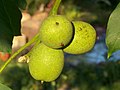 fruits verds a l'arbre