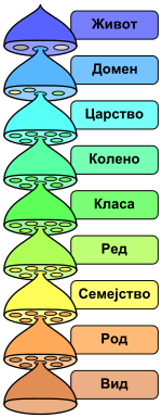 Разните нивоа на системот на научна класификација.