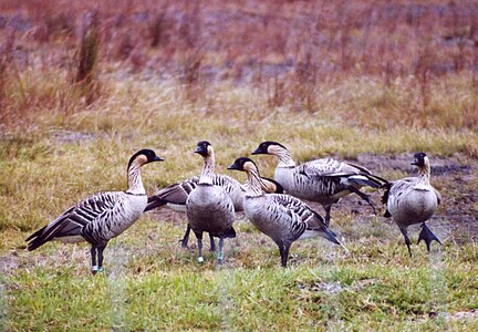 Grupo de Nēnē; la birdo dekstre montras la karakteran piedon