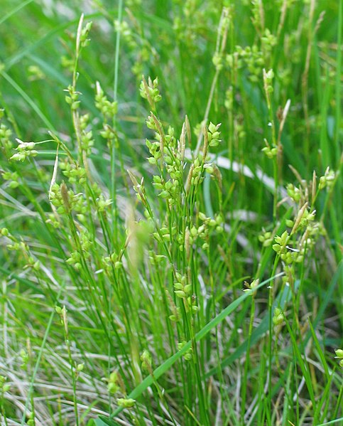 File:Carex alba.jpg