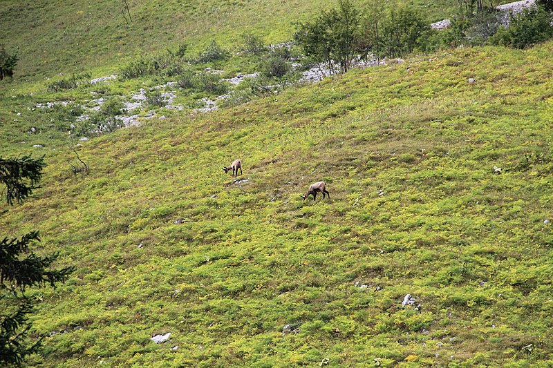 File:Chamois at La Dôle - panoramio (8).jpg