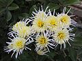 Chrysanthemum 'Vesuvius'