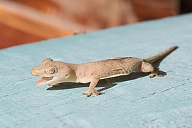 Hemidactylus frenatus, bouche ouverte.