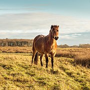 un poney orange sur un ciel bleu dans un champ doré.