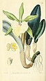 Rhyncholaelia glauca (as syn. Brassavola glauca) plate 44 in: Edwards's Bot. Register (Orchidaceae), vol. 26, (1840)