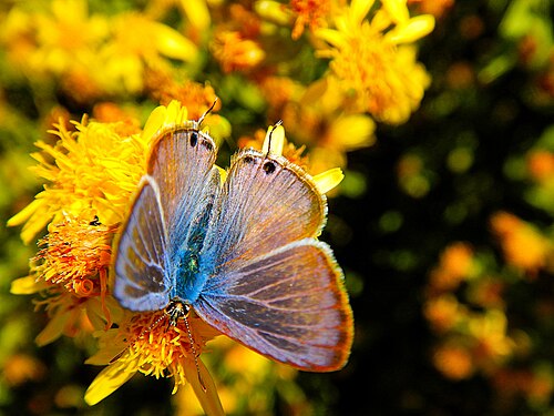 Farfalla Leptotes pirithous su fiori gialli, Riserva naturale Valle dell'Aniene