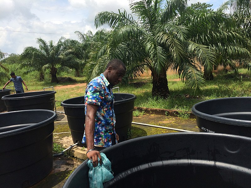 File:Fish farming in ponds.jpg