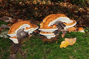 Sporophores de polypore marginé sur un arbre mort. (définition réelle 5 400 × 3 600)