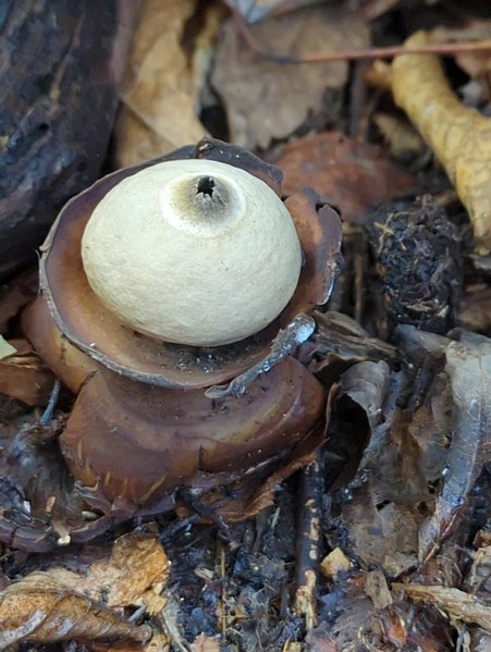 File:Geastrum triplex 238361234.jpg