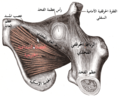 العضلة السدادية الخارجية.