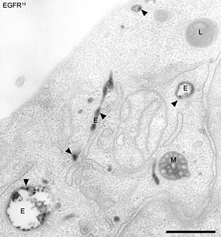 endocytic pathway compartments