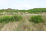 Thumbnail for File:Heath in NP Vorpommersche Boddenlandschaft north of Hiddensee 2021-09-17 64.jpg