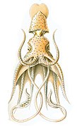 Histioteuthis bonnellii by Ernst Haeckel (as "Histioteuthis Rüppellii")