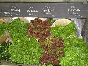 Lettuce cultivars at a Farmer's Market