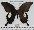 Papilio sataspes