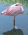 Lesser Flamingo (Phoeniconaias minor)