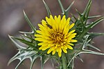 Vorschaubild für Scolymus maculatus