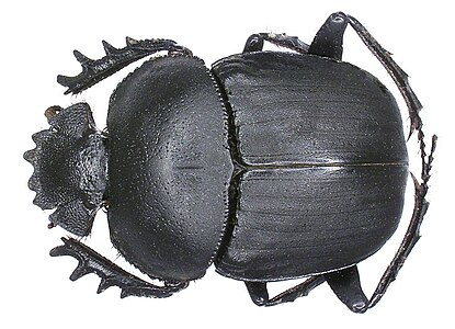 Scarabaeus ambiguus