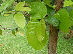 Feuillage, arbre cultivé dans le Jardin botanique de la reine Sirikit, en Thaïlande.