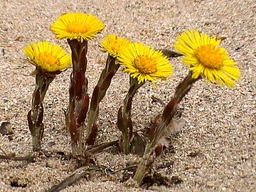 martilapu (Tussilago farfara)