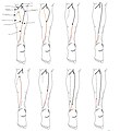 8 documented types of sural nerve formation