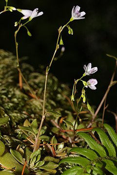 Montia parvifolia