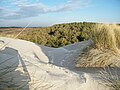 Dune blanche d'Oyats, dune grise et pinède