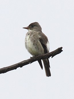 Піві північний (Contopus cooperi)