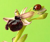 Ophrys sipontensis