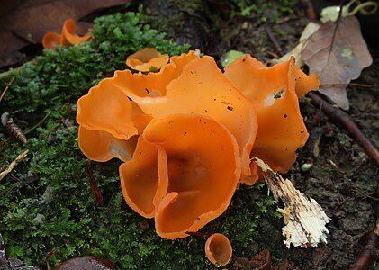 Aleuria aurantia (Orange Peel Fungus)