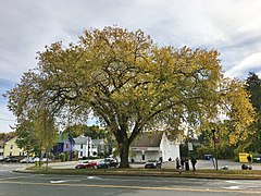 American Elm Tree, Old South Street, Northampton, MA - October 2019.jpg