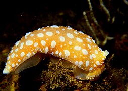 Armina maculata, yon nudibranch arminaceous