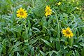 Arnica unalascensis