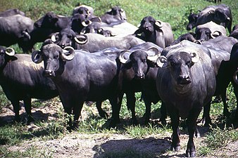 Troupeau de buffles réensauvagés de l'île de Marajó.