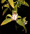 Cymbidium hookerianum