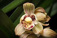 Cymbidium ensifolium