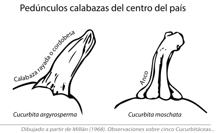 Calabazas del centro de la Argentina: diferencias entre los pedúnculos de Cucurbita argyrosperma "Calabaza cordobesa", y Cucurbita moschata "Anco". Según Millán (1968[5]​).