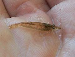 Description de l'image Caridina cf nilotica 26 05 2010.JPG.