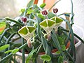 Ceropegia haygarthii