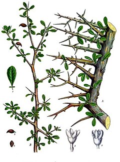 Commiphora myrrha