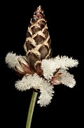 Ecdeiocolea monostachya flowers