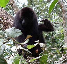 Gvatemalinis staugūnas (Alouatta pigra)