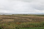 Thumbnail for File:Inner coast of Hiddensee in NP Vorpommersche Boddenlandschaft 2021-09-17 07.jpg