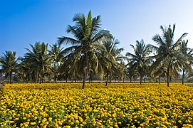 Coconut and Mexican marigold, a multilayer cropping[22] in India