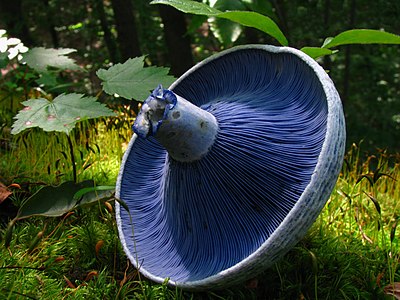 Lactarius indigo (Indigo Milk Cap)