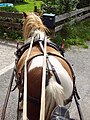 Fuchs mit Tobianoscheckung