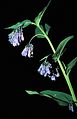 Mountain bell (Mertensia ciliata)