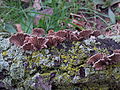 Schizophyllum commune Grand Rapids, Michigan