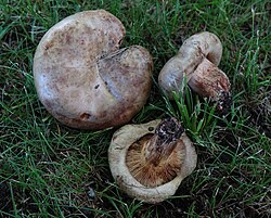 Tavavahelik (Paxillus involutus) Foto: Sven Pruul